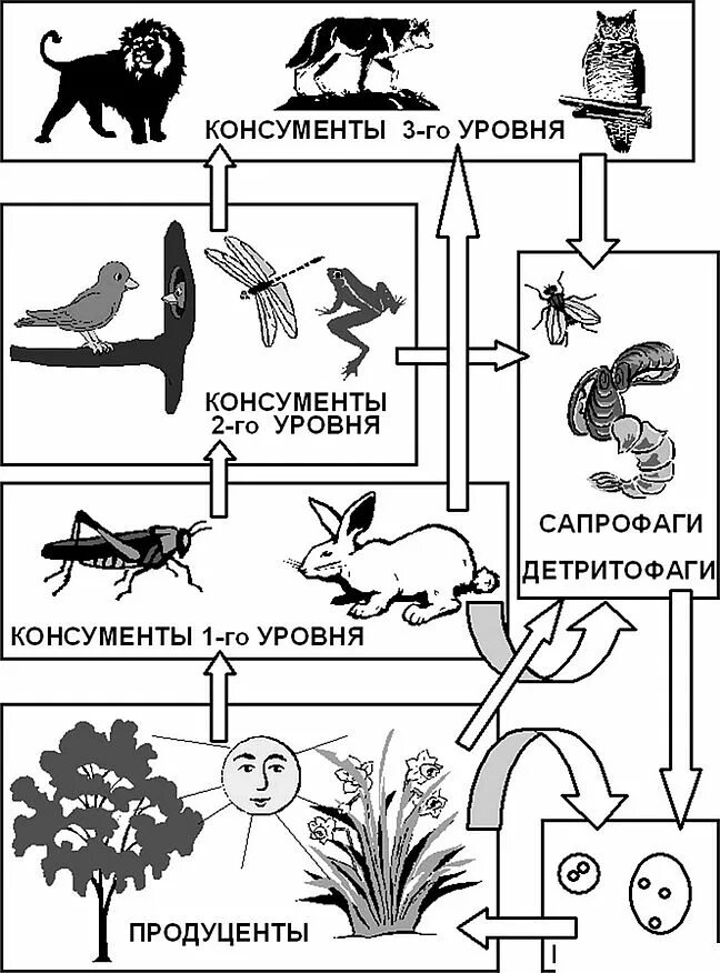 Бактерии редуценты. Бактерии редуценты и продуценты. Бактерии редуценты и продуценты. Бактерии редуценты примеры. Разрушители редуценты.