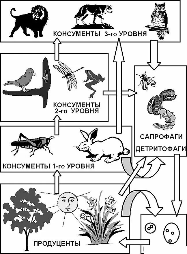 Выбрать пример редуцента. Цепь питания продуценты консументы редуценты. Схема цепи питания продуценты консументы редуценты. Пищевая цепь питания редуценты консументы. Цепи питания продуценты консументы редуценты примеры.