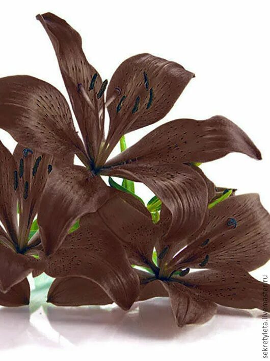 Lily Flowers Lily bulbs, Growing lilies, Lily seeds