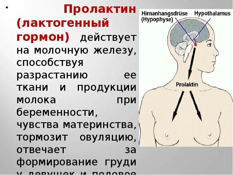 Что такое пролактин. Пролактин. пролактин гормон. пролактин стрессовый гормон. симптомы повышенного пролактина.