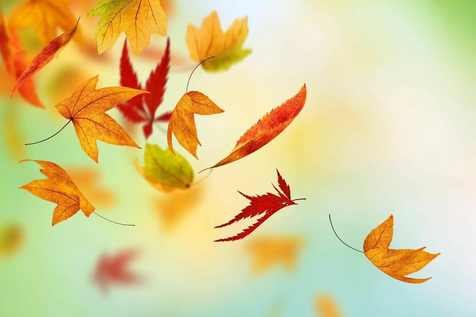Leaves start falling