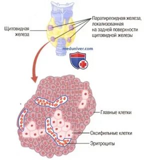 Паратгормон 50