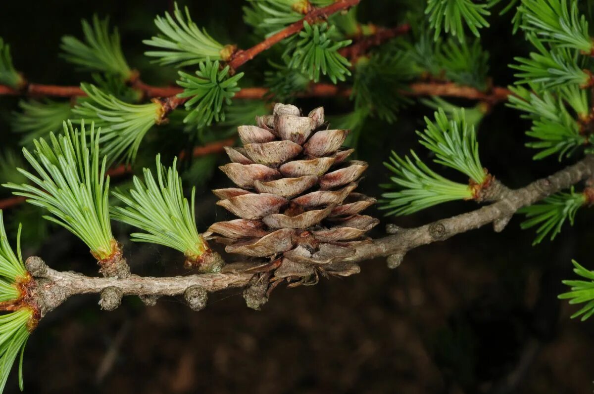 Лиственница Гмелина Даурская. Лиственница Даурская Larix gmelinii. Лиственница Гмелина Даурская шишки. Лиственница Гмелина шишки.