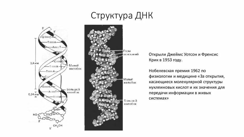 Модель структуры днк уотсона и крика. Модель структуры днк уотсона и крика
