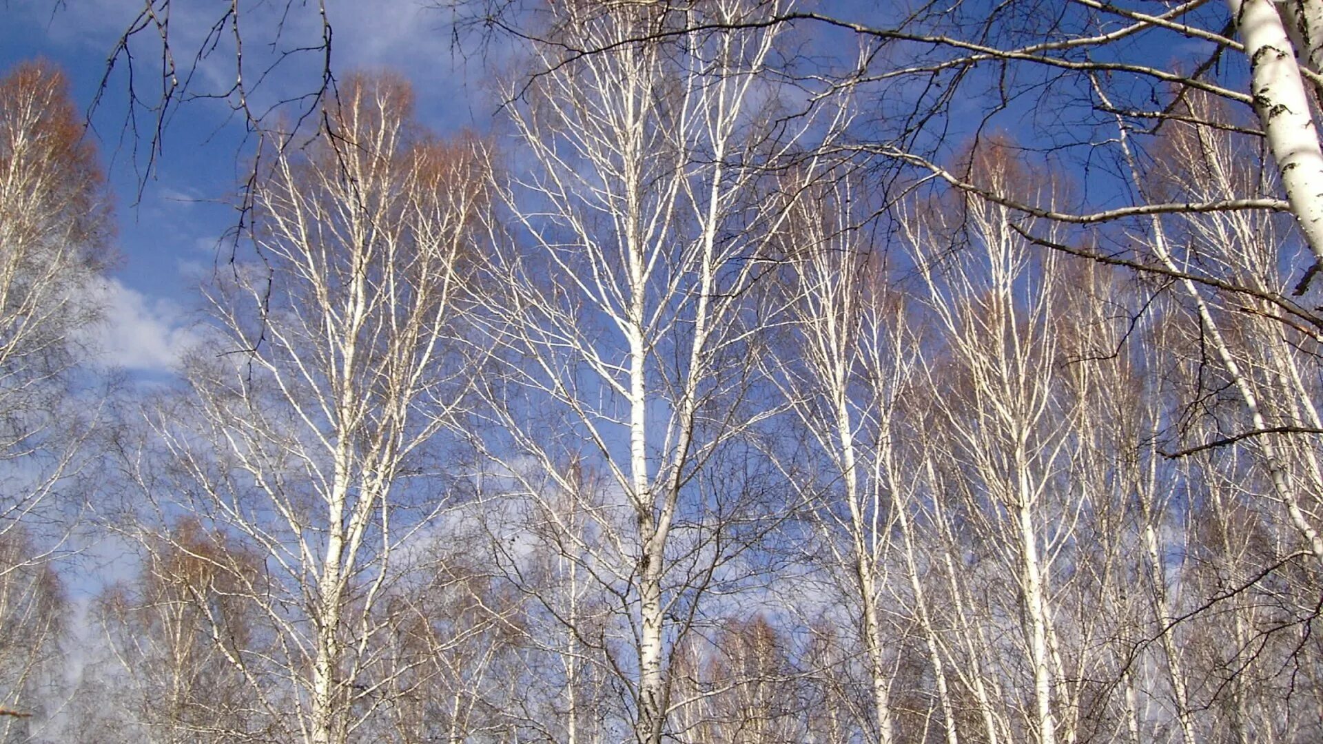 Весенняя береза. Береза ранней весной. Деревья ранней весной. Облетевшей березке