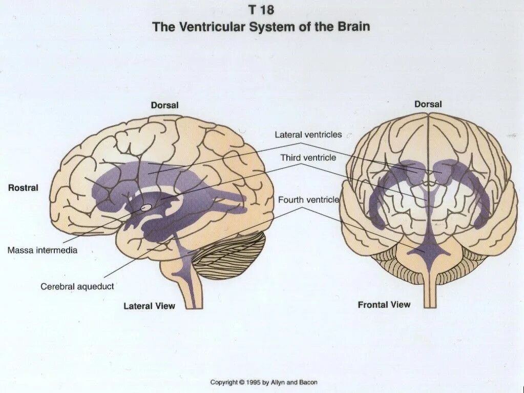 Схема желудочков головного мозга. Желудочковая система головного мозга анатомия. Топография желудочков мозга. 4 Желудочек головного мозга анатомия. Задний мозг полость