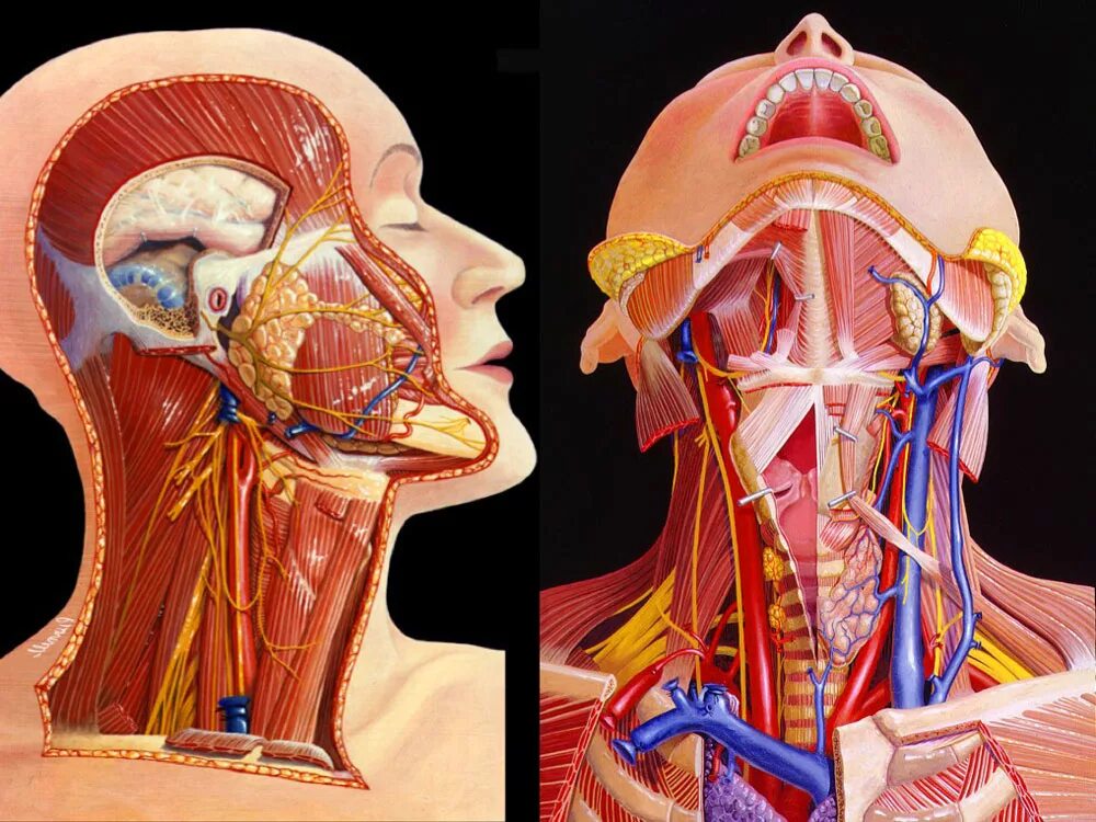 Нерв глотки. Лимфоузлы на мрт мягких тканей шеи. Анатомия шеи.