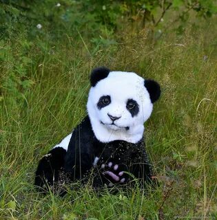 Small panda