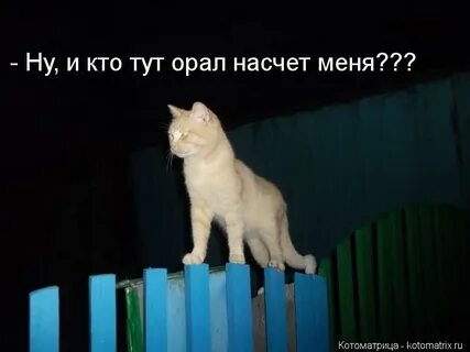 Тут кричат