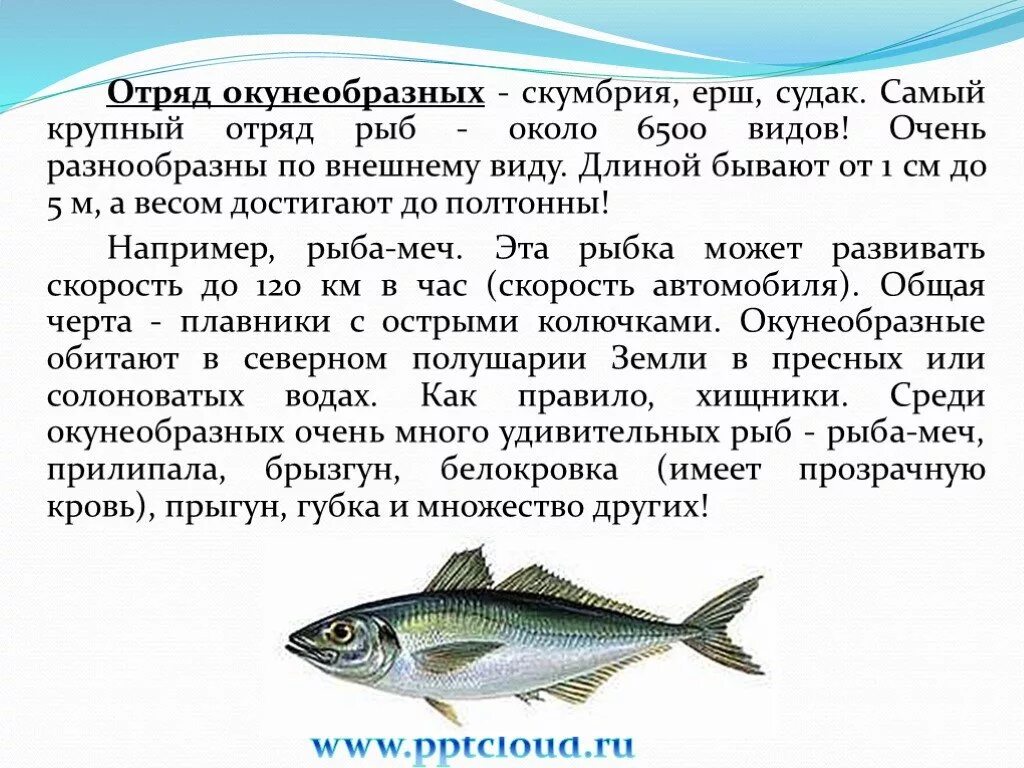 Сообщение про класс рыб. Семейство отряда окунеобразные схема. Скумбрия отряд окунеобразные. Отряд окунеобразные размножение. Окунеобразные краткое описание.