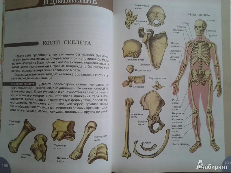 Учебник стр 8. Скелет человека учебник биологии 8 класс. Анатомия человека биология 8 класс учебник. Биология 9 класс учебник строение человека учебник. Скелет человека анатомия биология 8 класс.