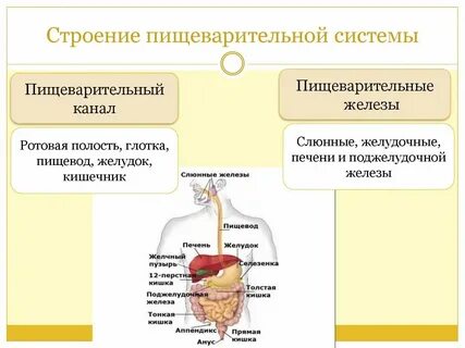 Общий план строения пищеварительной системы