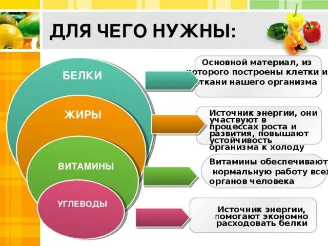 Какие функции белков жиров и углеводов. Для чего нужны белки жиры и углеводы. Для чего организму нужен б. Белки для чего нужны организму. Для чего нужны белки жиры и углеводы человеку.