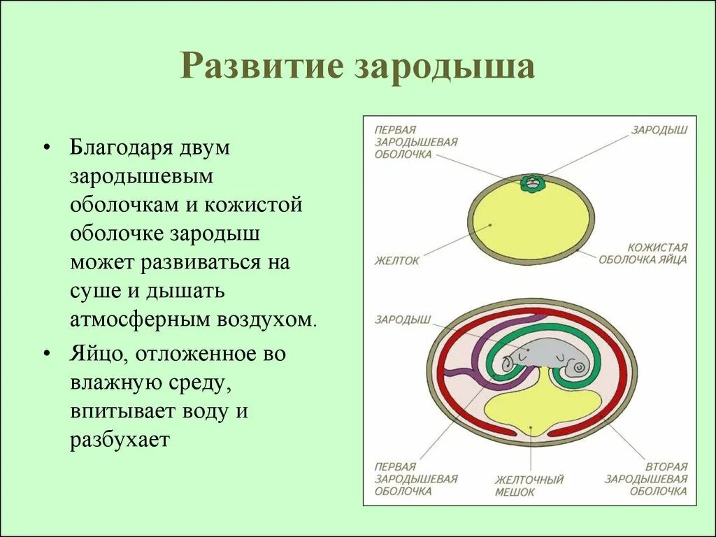 Оболочка яйца рептилий. Строение амниотического яйца рептилий. Зародышевые оболочки эмбриона. Схема строения яйца рептилий. Строение яйца амнион.