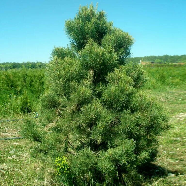 Кедр в подмосковье. Сосна кедровая &quot;пинус сибирика&quot;. сосна обыкновенная сибирская (pinus sylvestris). сибирский кедр. кедр и сосна.