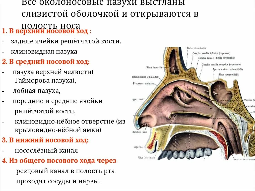 В средний носовой ход открываются пазухи. Околоносовые пазухи и носовые ходы. Пазухи носа открываются носовые ходы. В верхний носовой ход открываются пазухи. Отделы слизистой оболочки носа