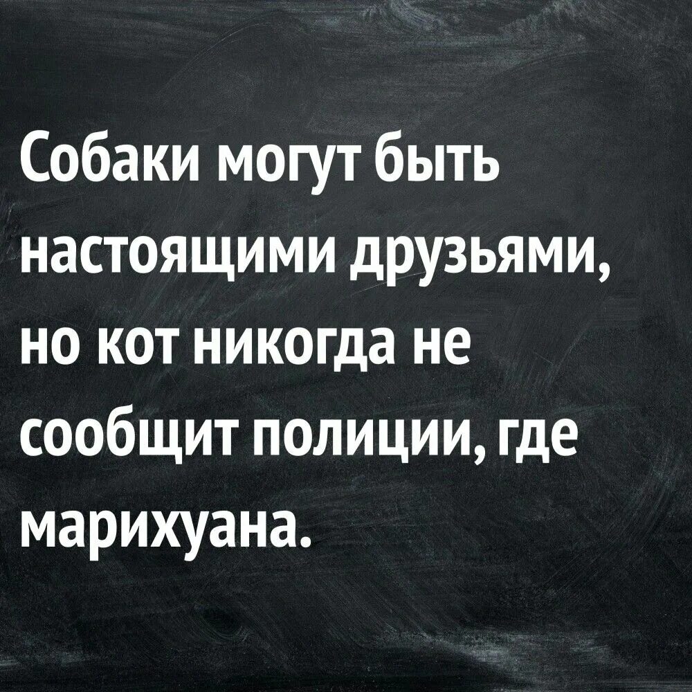 Смысл жизни анекдоты. Смешные фразы. Смешные цитаты. Мемные фразы. Прикольные высказывания.