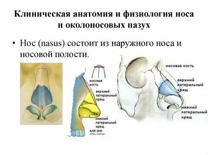 Физиологическая полость