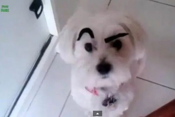 Мем с белой собакой с бровями Dogs Look So Much Better With Makeup Eyebrows Pets Dogs, Dog with eyebrows, Eyeb