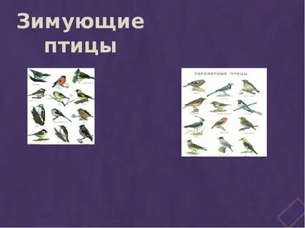 В гости к зиме 2 класс презентация