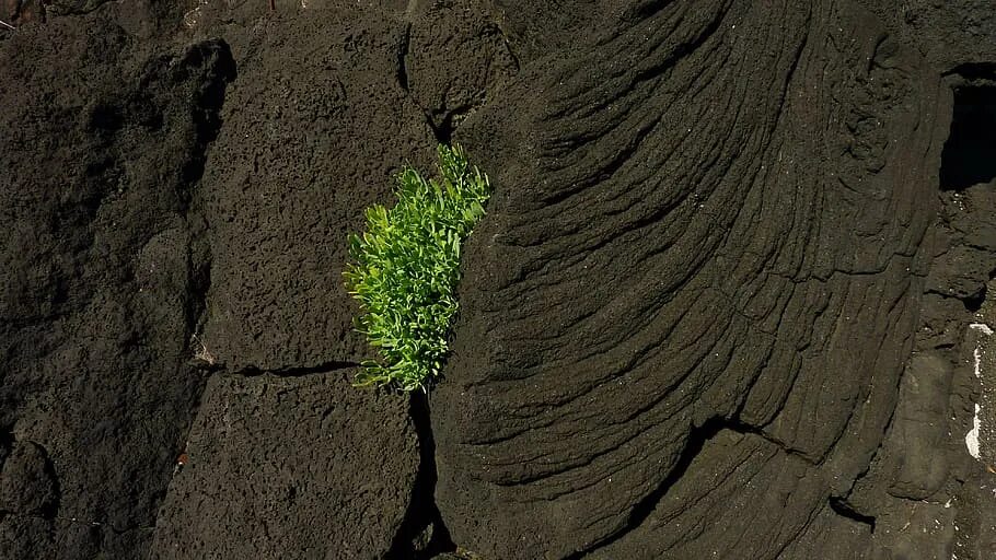 Вулканические пепловые почвы. Охристые вулканические почвы. Volcanic Rock Geology. Вулканическая почва андосоли. Зарастание скалы