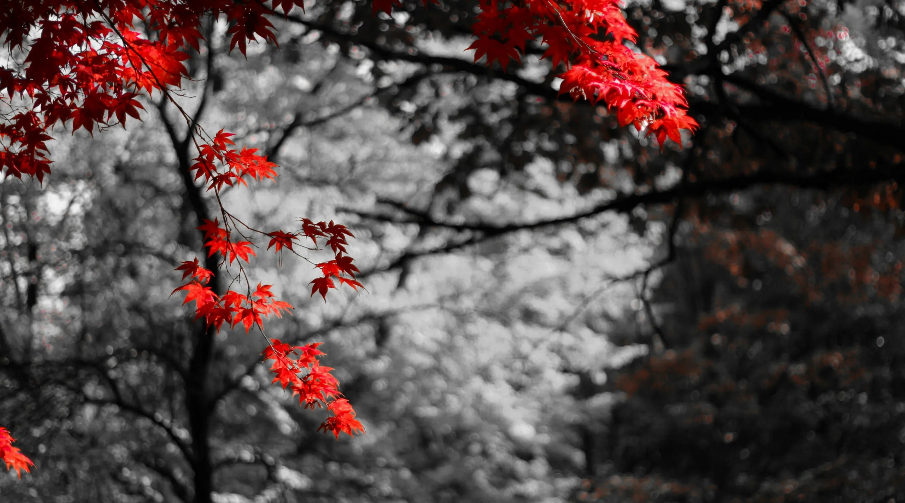 Осень и зиму корчагин не любил они. Красное дерево. Осень. Красный цвет в природе. Красная осень.