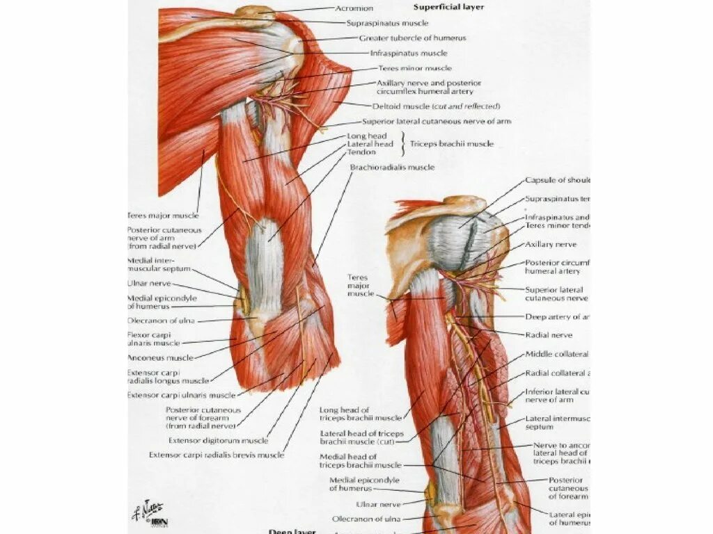 Топографическая анатомия верхней конечности. Задняя поверхность плеча топография. СНП плеча топографическая анатомия. Передняя область плеча топографическая анатомия. Внутренняя поверхность плеча