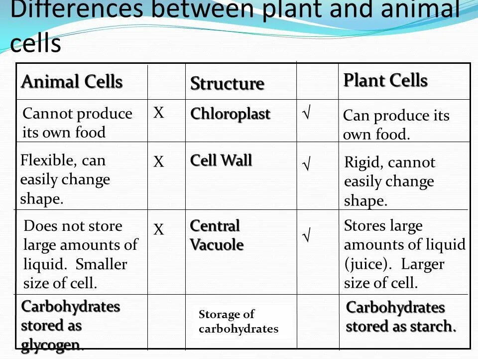 Differences between animal and Plant Cells. Animal Cell structure and Plants. Animal and Plant Cell. Difference between Plant Cell and animal Cell.