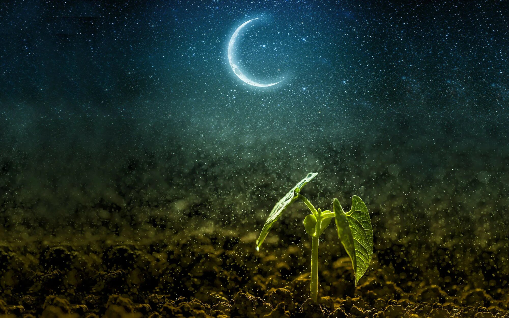 Луна и овощи. Лунный цветок комнатное растение. Растущая луна цветы. Растущая луна и растения. Луна и растения.