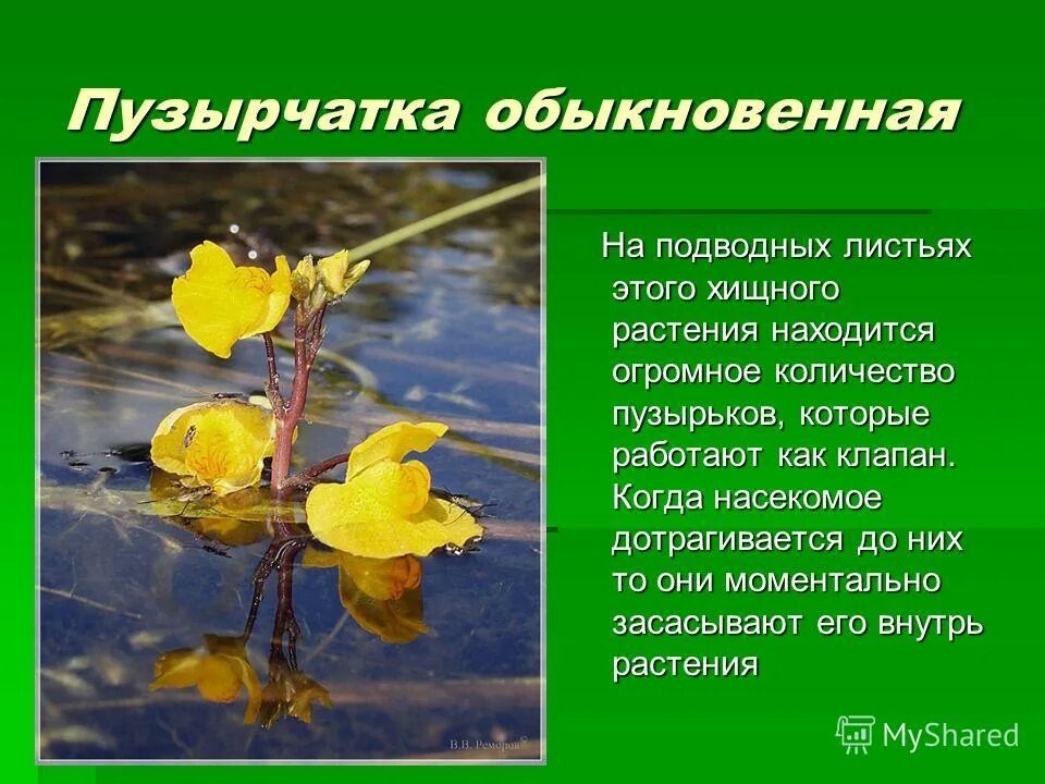 Сообщение пузырчатка обыкновенная. Пузырчатка обыкновенная является насекомоядным растением какому критерию. Пузырчатка обыкновенная. Пузырчатка растение хищник описание. Пузырчатка хищное растение.