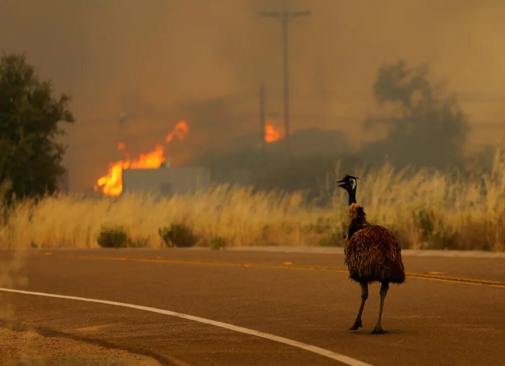 Сбежавшая земля 2. Бегство животных. Животные убегают из горящего леса. The Emu is Running.