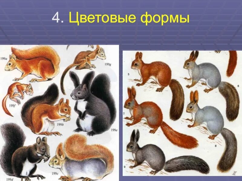 Белка обыкновенная какое развитие. Морфологический критерий белки обыкновенной. Рацион белки обыкновенной. Классификация белка обыкновенная. Адаптация белки обыкновенной.