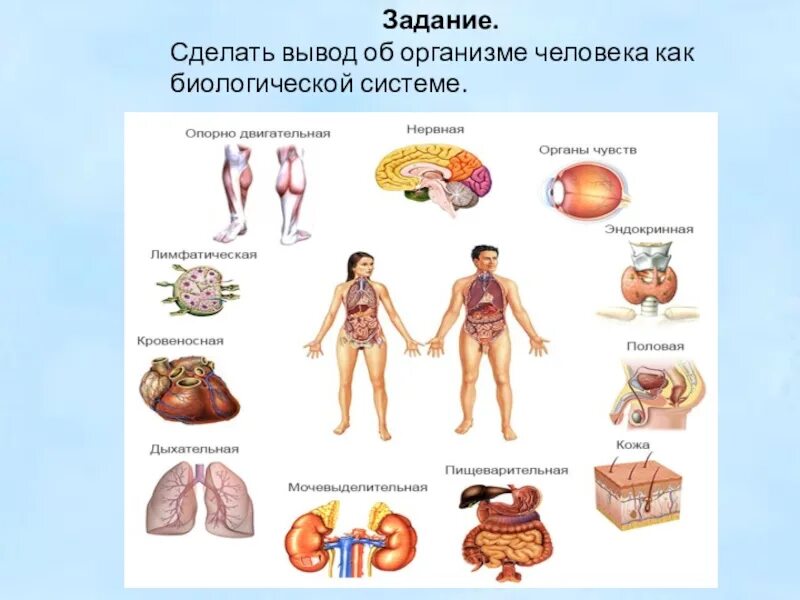 Темы человек живой организм. Системы организма человека. Организм биологическая система. Системы органов человека схема. Системы организма человека 8 класс.