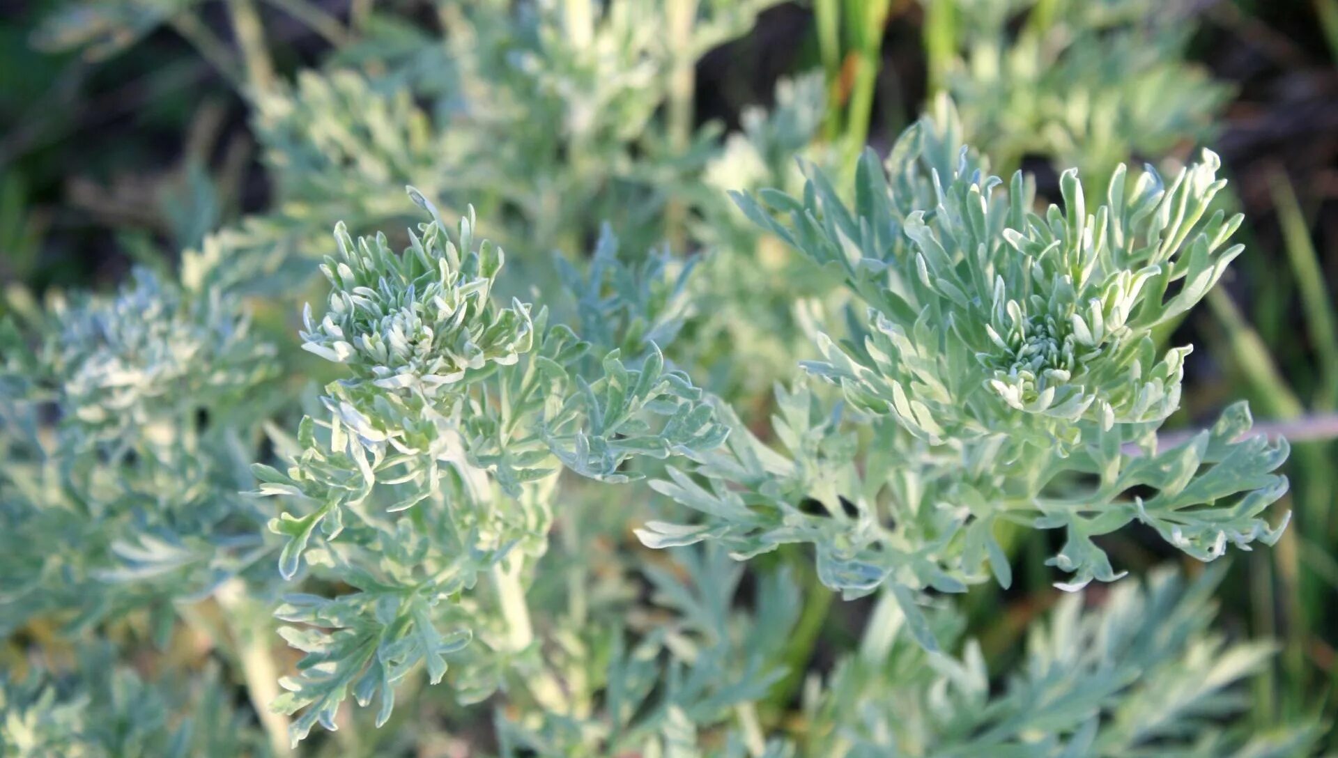 Полынь новости. Полынь обыкновенная (artemisia vulgaris). Полынь горькая. Полынь горькая фото крупным. Жусан полынь.
