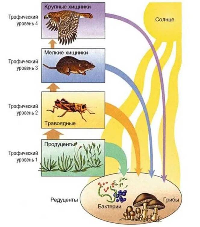 Пищевые цепи и трофические уровни экосистем. Трофические уровни пищевой цепи. Схема трофических уровней в биологии. Трофические уровни экосистемы. Цепь питания с бактериями