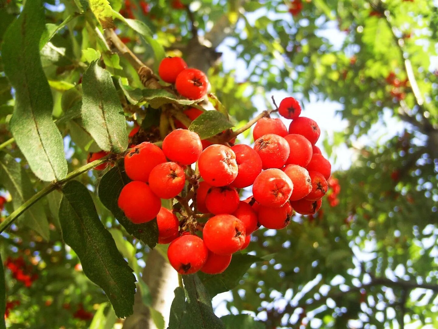 Рябина обыкновенная Sorbus aucuparia. Рябина (Sorbus). Рябина Кавказская. Рябина повислая. Приму рябину