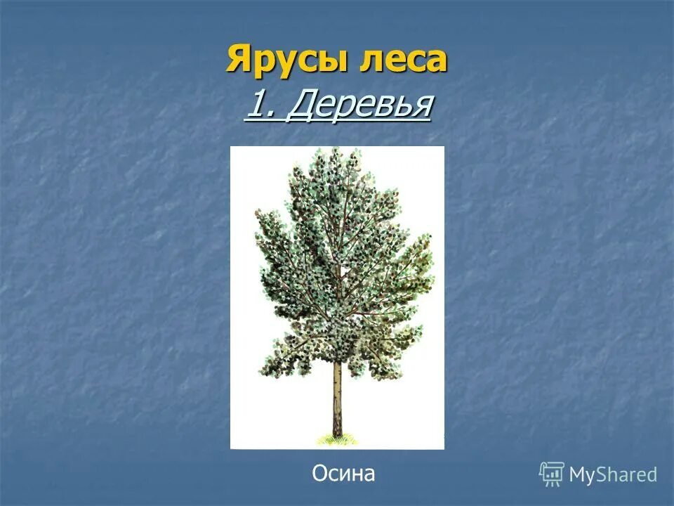 растения нижнего яруса. деревья верхнего яруса лиственного леса. первый ярус леса. ярусы растений в лесу 4 класс. ярусы леса.