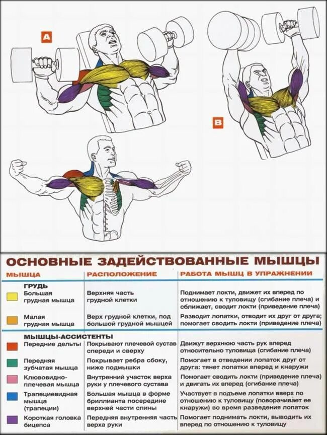 Как накачать внутренние мышцы. Упражнения на развитие большой грудной мышцы. Упражнения для развития грудных мышц с гантелями. Упражнения на развитие внутренней грудной мышцы. Упражнения для Верхние мышцы грудные мышцы.