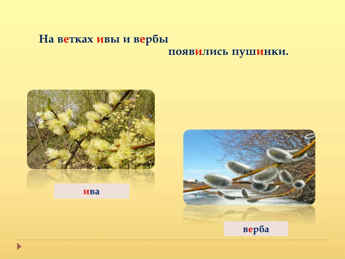Чем отличается верба от ивы по каким. Различия вербы и ивы. чем отличается верба от ивы. чем отличить вербу от ивы. различие вербы от ивы.