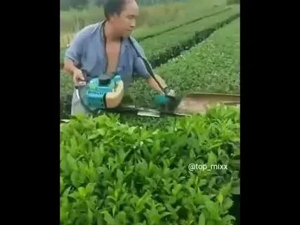 Машинка для сбора чая