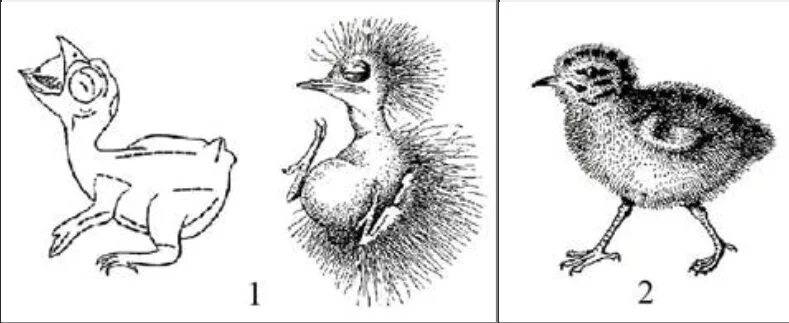 Типы птенцов выводковые и гнездовые. Типы развития птенцов гнездовой. Птенцы гнездового типа. Типы птенцов выводковые и птенцовые.