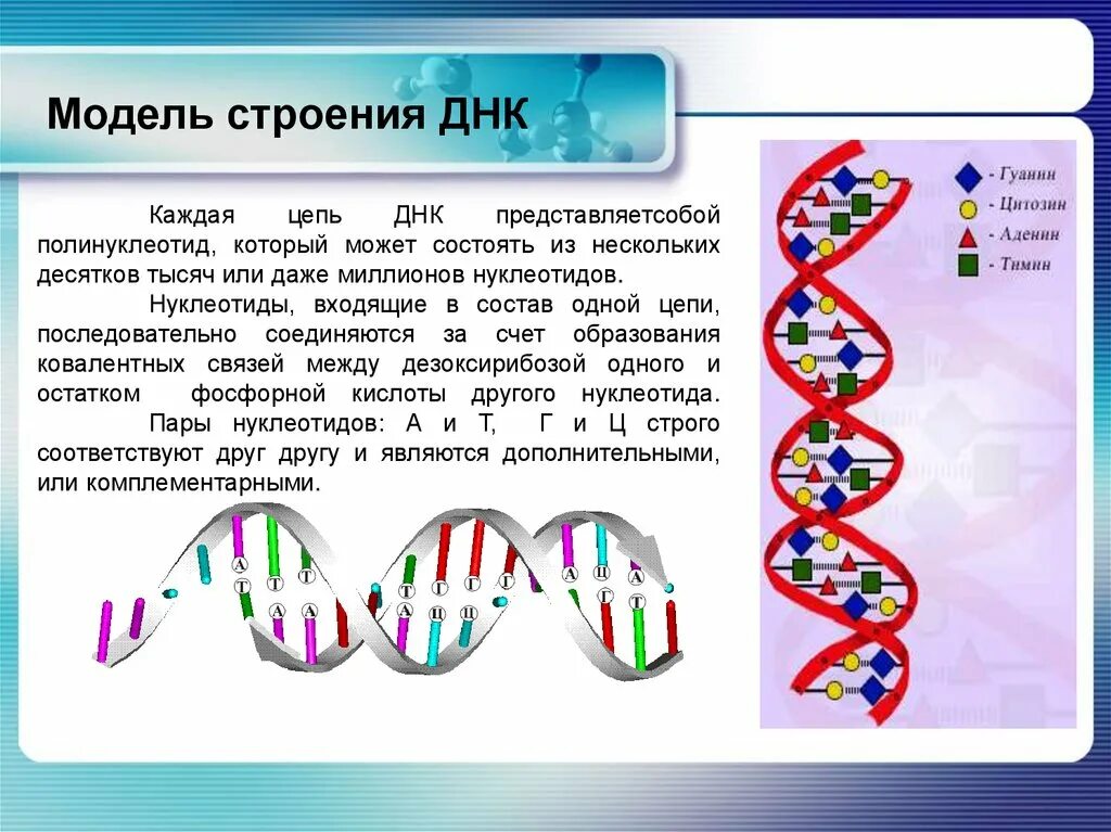 Составляющая днк. Структура молекулы ДНК кратко. Цепочка ДНК биология 10 класс. Структура ДНК биология. Открытие молекулярной структуры ДНК.