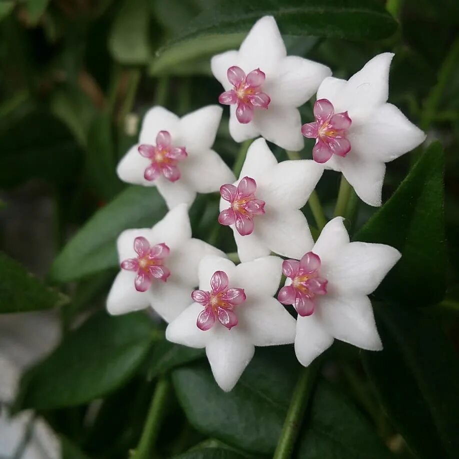 Хойя карноза мясистая. Хойя длиннолистная восковой плющ. Хойя восковой плющ. Хойя карноза (восковой плющ). Хойя восковой плющ.