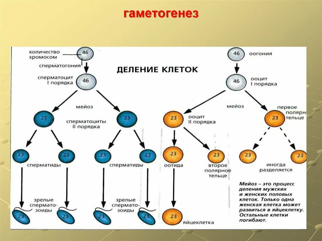 Схема гаметогенеза 9 класс. Гаметогенез схема. Процесс гаметогенеза схема. Гаметогенез у животных таблица.