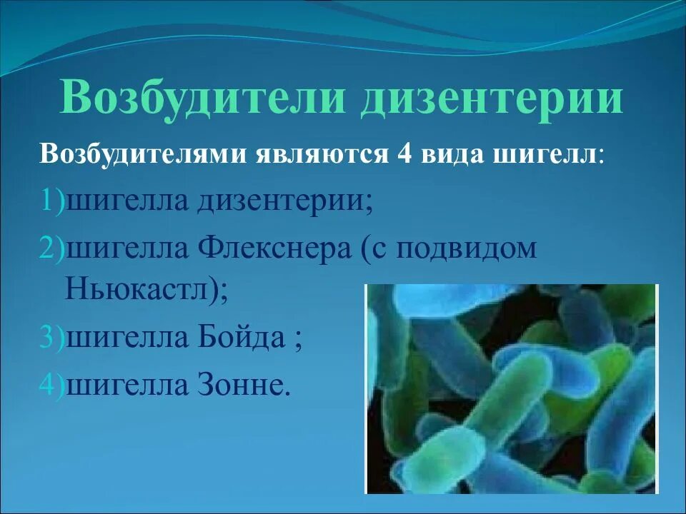 Дизентерия вирусное заболевание. Шигеллы дизентерия симптомы. Дизентерия возбудитель заболевания. Шигелла дизентерия профилактика. Дизентерия возбудитель симптомы.