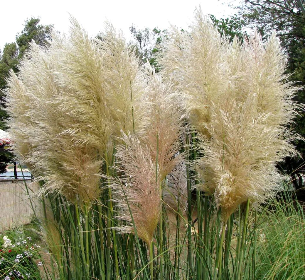 Dry plants. Ковыль кортадерия. Злак пампасная трава. Кортадерия тростник.