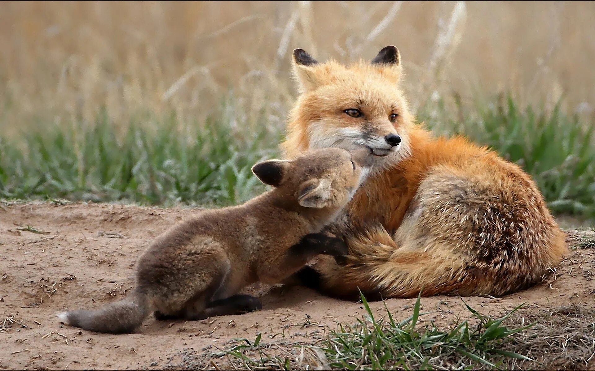 Лиса с лисятами. Мама для Лисенка. Мама лиса и Лисёнок. Лиса детеныш. Fox mom