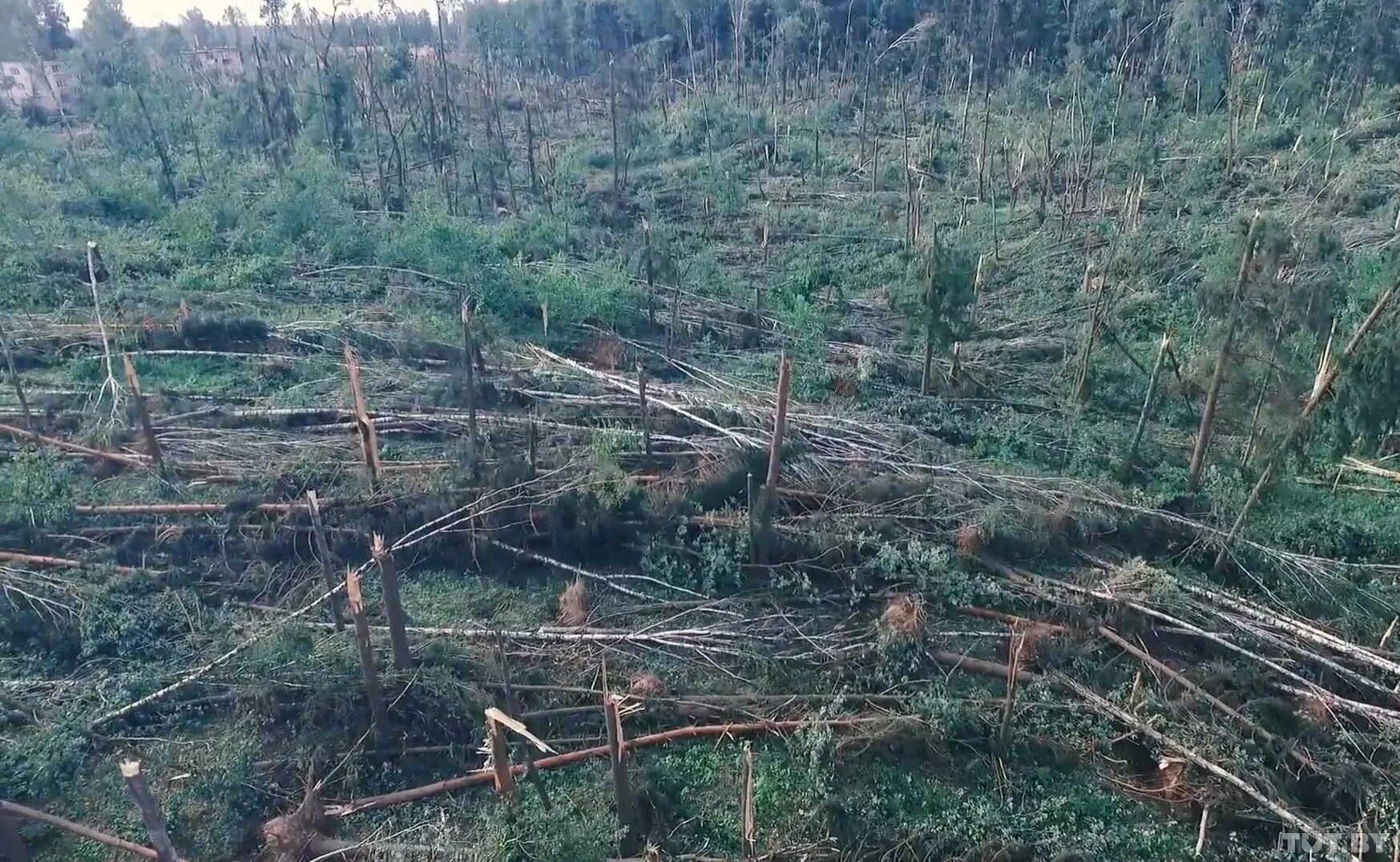 Смерч в лесу. Бурелом в лесу. Ураган в лесу. Поваленное дерево в лесу. Торнадо в лесу.