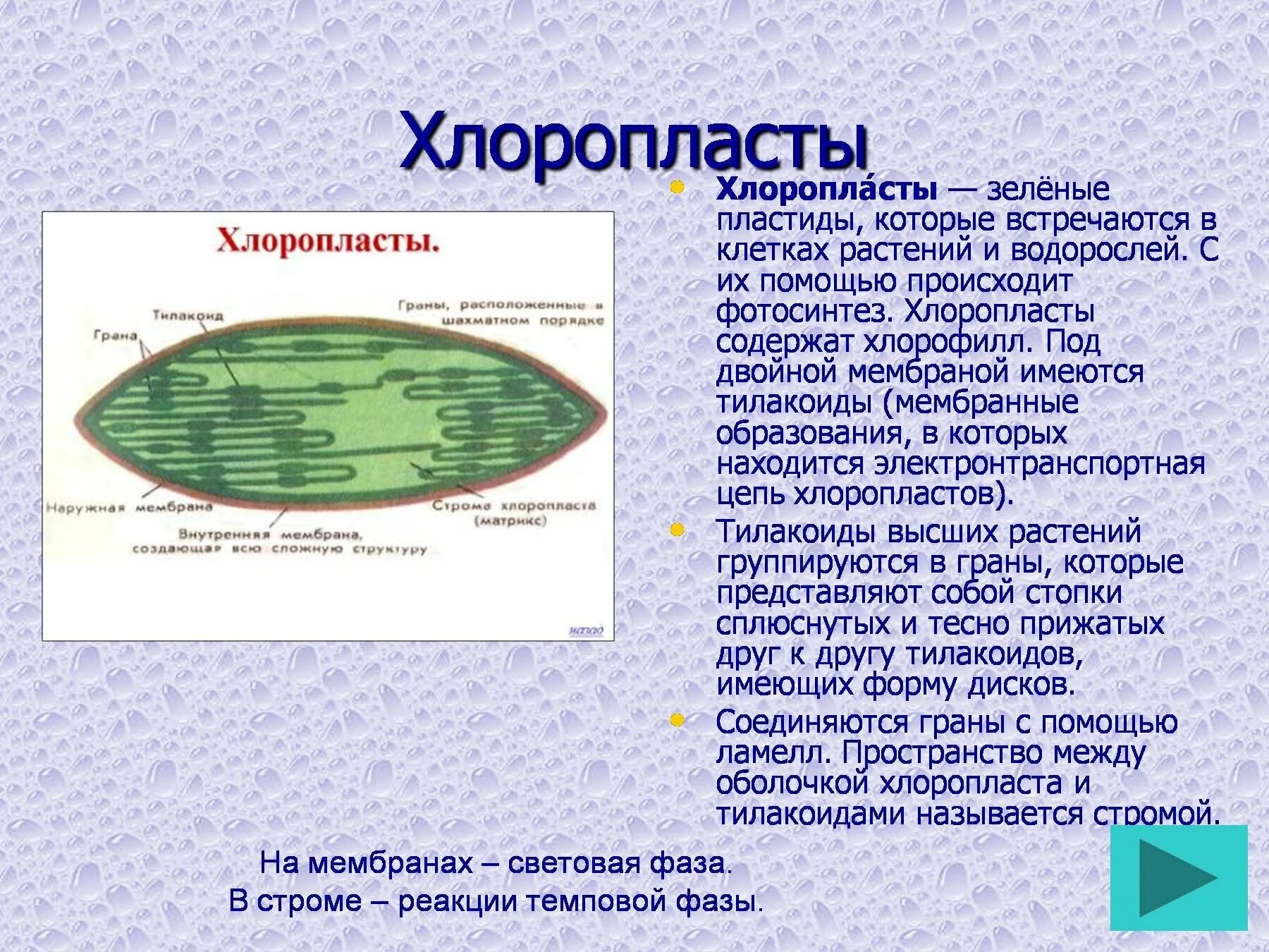 В хлоропласте на свету образуется. Хлоропласты функции. Тилакоиды хлоропластов функции. Функции стромы в хлоропласте.