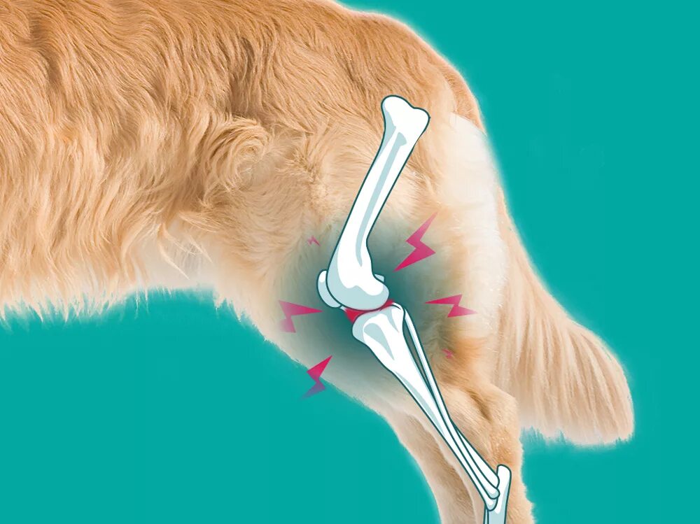 тазы собака. артрит у животных рентген. остеоартрит у собак ветеринария. артрит коленного сустава у собак рентген. запястный сустав собаки рентген.